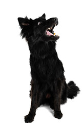 Long haired black German shepherd catching treat against white backdrop