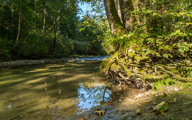 Obraz premium Ellhofer Tobel in Weiler im Allgäu in Germany