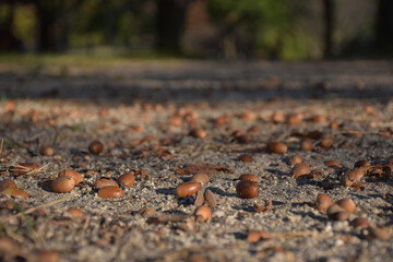 地面に落ちたドングリ、冬まじか