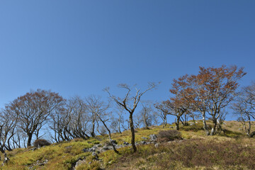 冬近い快晴の山道、御池岳