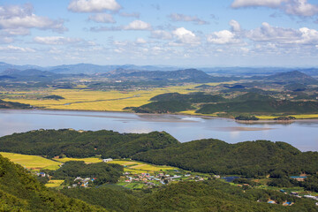 Aerial and autumnal view of golden rice paddy field before harvest at Ganghwa Island and Gimpo-si, South Korea 