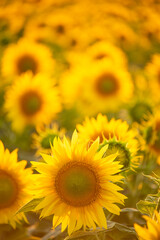 Obraz premium A field of sunflowers at sunset in the soft sunlight. Bright colorful sunny flowers lush bloom