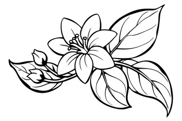 Jasmine flower with branch line art vector illustration 