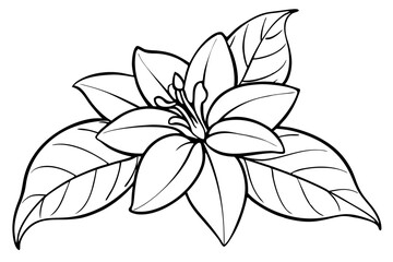 Jasmine flower line art vector silhouette