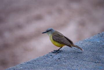 Benteveo (Pitangus sulphuratus)