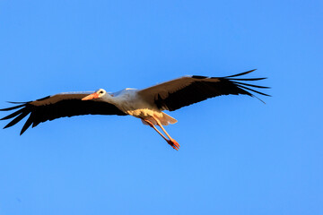 Cigogne en plein vol