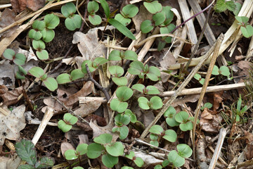 Drüsige Springkraut, Impatiens glandulifera