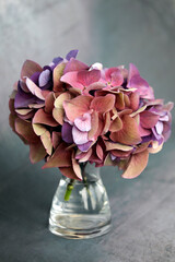 Hydrangea blossom, bouquet in vase, close up, shades of blue, purple, pink, background gray.