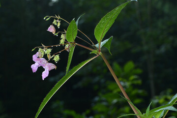 Drüsige Springkraut, Impatiens glandulifera