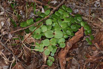 Fototapeta premium Drüsige Springkraut, Impatiens glandulifera