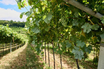 Vineyard rows stretch under a clear sky in mid-summer, showcasing lush green grapevines ready for harvest, Marano di Valpolicella, Verona, Italy