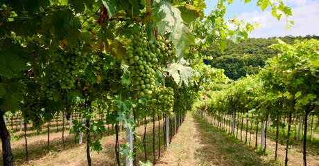 Vineyard rows stretch under a clear sky in mid-summer, showcasing lush green grapevines ready for harvest, Marano di Valpolicella, Verona, Italy