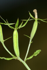Gemeiner Frauenspiegel,  Venus-Spiegel,  Legousia speculum-veneris L.
