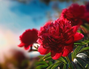 Close-up of blooming red peonies, symbolizing prosperity, with blurred background for messages.