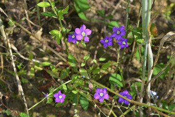 Gemeiner Frauenspiegel,  Venus-Spiegel,  Legousia speculum-veneris L.