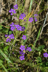 Gemeiner Frauenspiegel,  Venus-Spiegel,  Legousia speculum-veneris L.