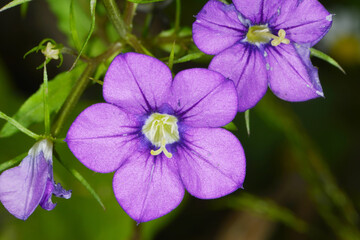 Gemeiner Frauenspiegel,  Venus-Spiegel,  Legousia speculum-veneris L.