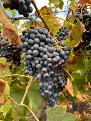 Bodega Filgueira