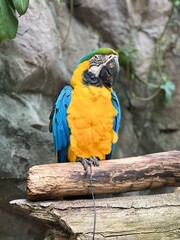 blue and yellow macaw