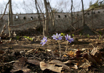 Close-up of three purple hepatica flowers against rampart of Namhansanseong Fortress in spring near Gwangju-si, South Korea 