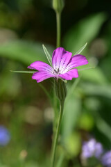 Kornrade, Gewöhnliche, Rade, Agrostemma githago L.