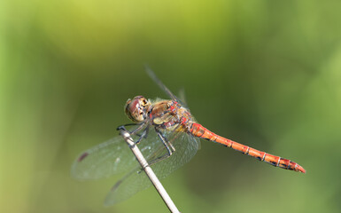 Close-up of a red damselfly (Sympetrum striolatum) sitting on a dry blade of grass against a green...
