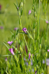 Kornrade, Gewöhnliche, Rade, Agrostemma githago L.