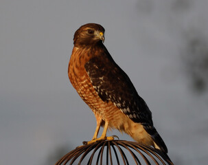 Hawk close up
