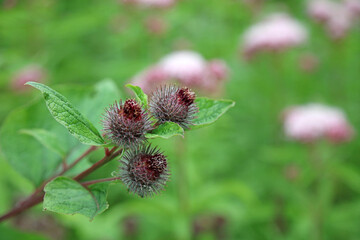 Macro image of three Lesser Burdock flower heads, Derbyshire England
