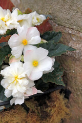 Macro image of white Begonias, Derbyshire England
