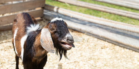 Beautiful colorful goat on the farm. Banner, background, illustration, postcard for advertising...