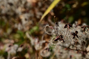 センニンソウ（仙人草）の綿毛