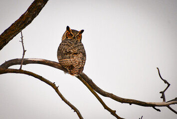 Beautiful Owl