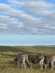 Fototapeta premium zebras in the savannah