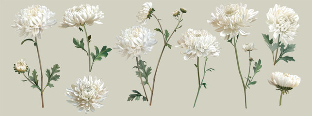 Watercolor Cottage Core Chrysanthemum Illustration © ariosbeth