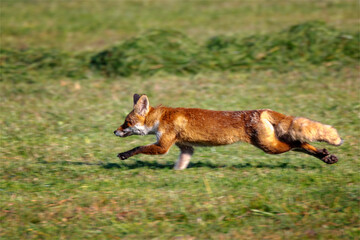 Fuchs Flucht