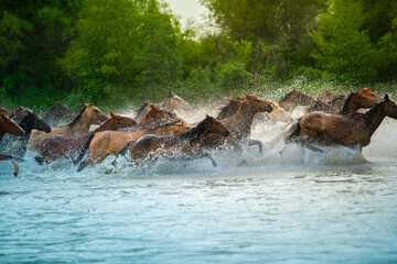 Heavenly horses galloping, the famous show in Zhaosu Wetland Park, Zhaosu county, Ili Kazakh Autonomous Prefecture, Xinjiang Uyghur Autonomous Region, China