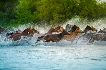 Heavenly horses galloping, the famous show in Zhaosu Wetland Park, Zhaosu county, Ili Kazakh...