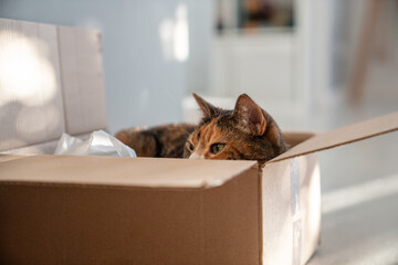 Multicolored cat relax in cardboard box, looks around, hides at home. Life of pets, care for cats,...