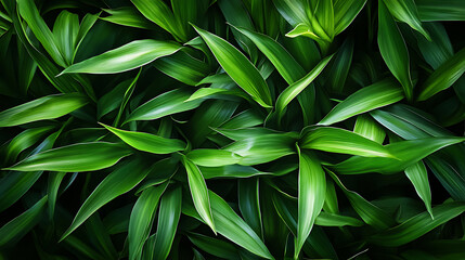 Abstract green plant, wallpaper, the lush greenery of beautiful plants is pleasing to the eye.