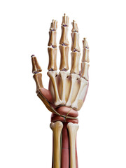 Detailed anatomical illustration of the hand and wrist.