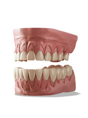 Close-up of a full set of human teeth.