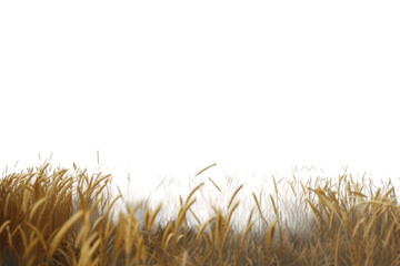 Wheat Fields in a Picturesque View