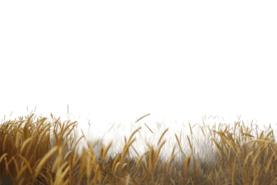 Wheat Fields in a Picturesque View