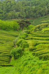 Twisting tea bush lines in the tea plantation of Cha Gorreana on the Azores