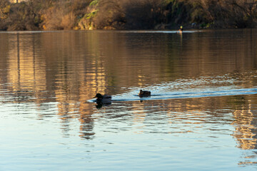 Two ducks at sunset on the Duero river as it passes through Tordesillas-Spain.