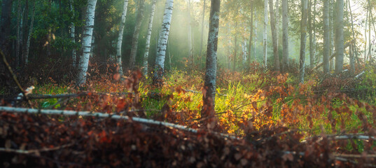 Autumn sunny morning