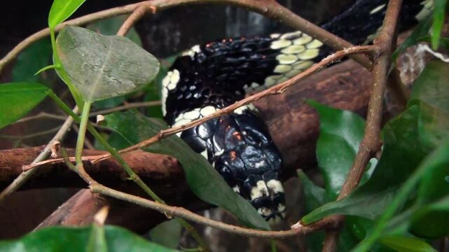 California kingsnake (Lampropeltis californiae) between leaves, close-up