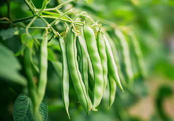 Fresh green beans waiting to be harvested, displaying a vibrant green color and smooth, firm texture. Their natural freshness and crisp appearance reflect the purity of the soil and the vitality of th