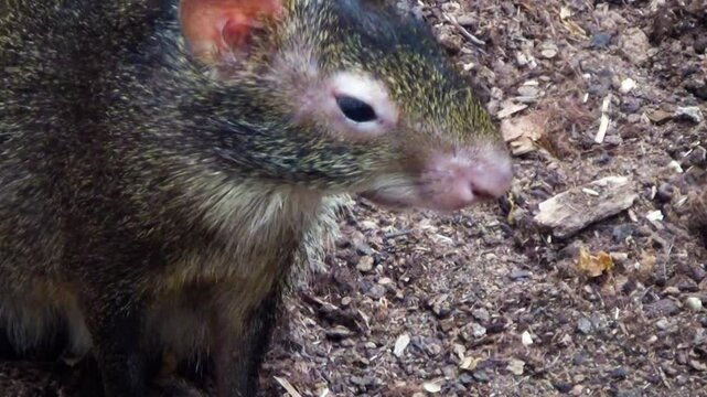 Red-rumped agouti (Dasyprocta leporina) looking around, close-up
